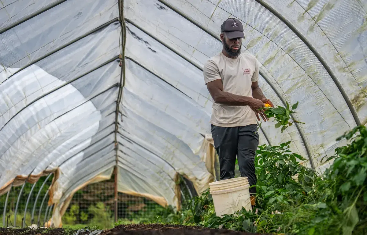 Farmer harvesting vegetables inside a protected greenhouse cultivation unit
