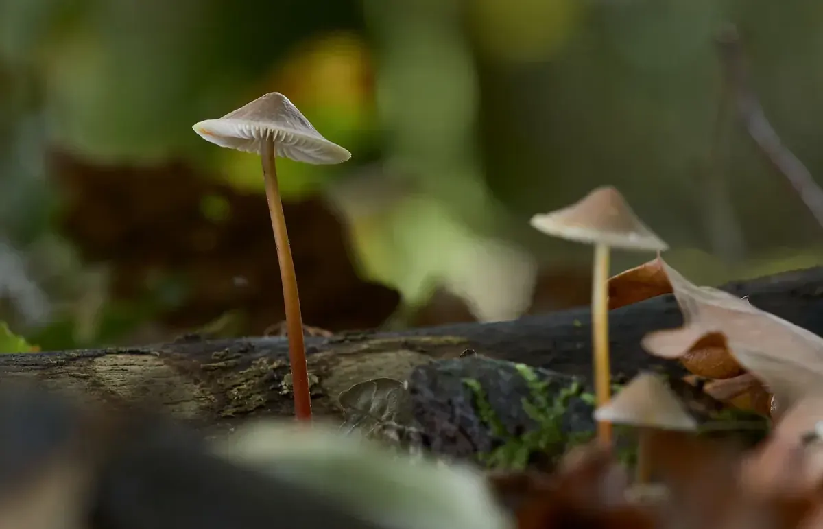 Mushrooms growing naturally as a reference for cultivation and crop protection study