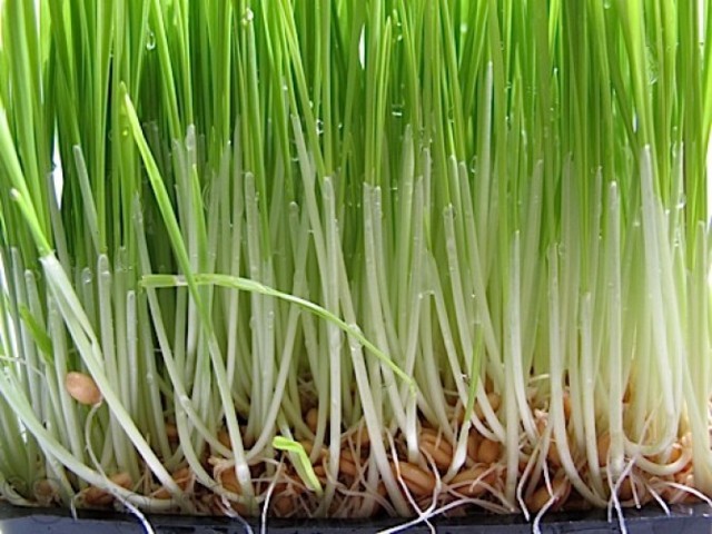 Certification in  Wheatgrass Production